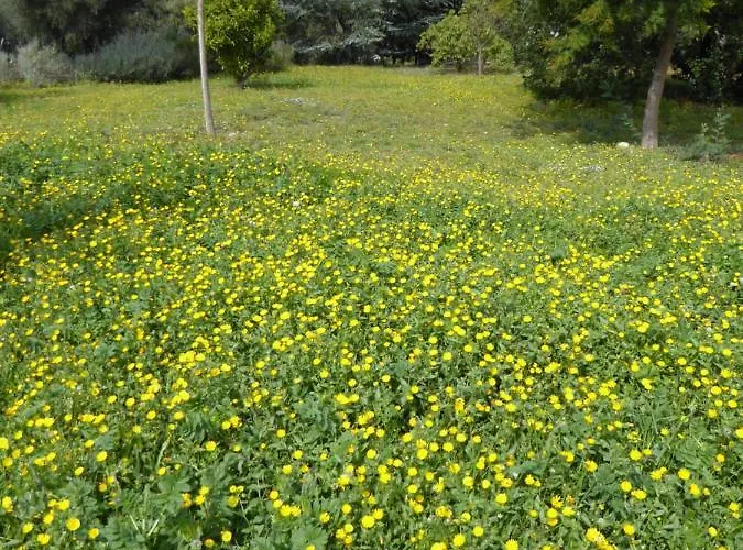 Mas Paret Massane * Argelès-sur-Mer